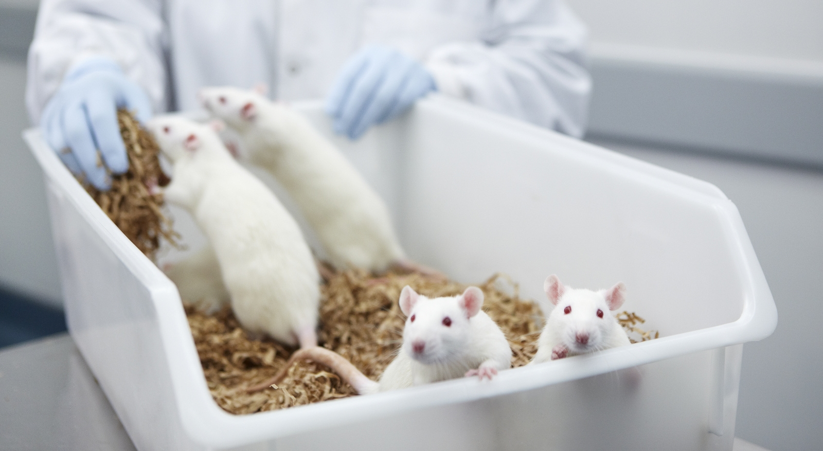 Animal Testing: Cosmetics, Biomedical Research and Ethics | Antisense  Science